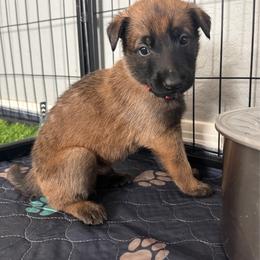 Jango (Maroon) - Mahogany male Belgian Malinois puppy in Buckeue, Arizona from Légende Vivante Du Chief Kennel