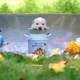 Australian Cattle Dog Puppies from Intermountain Australian Cattle Dogs