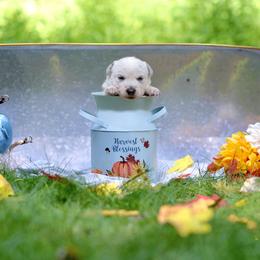Australian Cattle Dog Puppies from Intermountain Australian Cattle Dogs