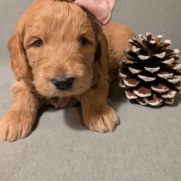 Wren - Apricot female Goldendoodle puppy in Rochester, New York from Willowgreen Goldendoodles