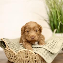 Glaze - male Australian Mountain Doodle puppy in Spanish Fork, Utah from Little Puppy Co.