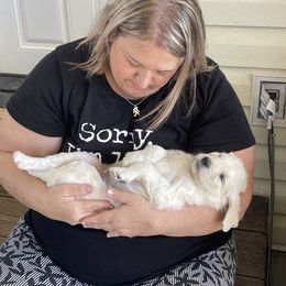 Bernedoodle and Goldendoodle Puppies from White Oak