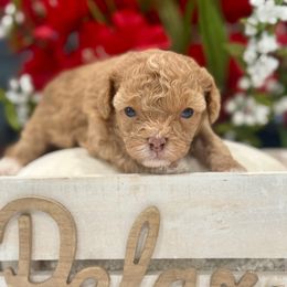Honeybun - Apricot female Cavapoo puppy in Apple Valley, California from Fletcher Fuzzy Friends