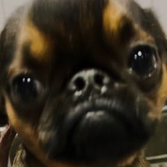 Sherman - Brussels Griffon