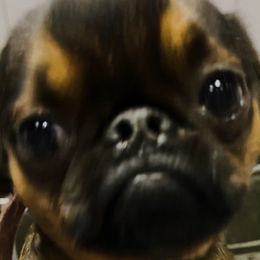 Sherman - Brussels Griffon