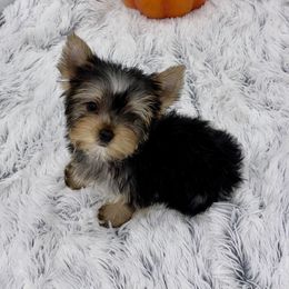 Yorkshire Terrier Puppies from The Royal Yorkie Den LLC