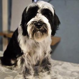 Michael - Black brown and white male Tibetan Terrier puppy in Lane County, Oregon from Zara Tibetan Terriers