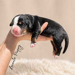 Cassian - Tri-color male Bernese Mountain Dog puppy in Lecanto, Florida from Lecanto Puppy