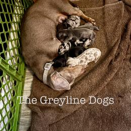 Dachshund puppies from The Greyline Dogs