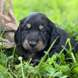 Zelda's Black - Black and cream male Dachshund puppy in Nashville, Arkansas from Whisenhunt Farms