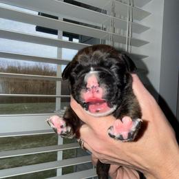 Male 1 - Brindle male Boxer puppy in Jamesville, New York from Reynolds Homestead Boxers