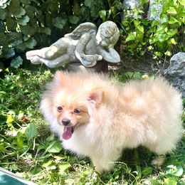 Kafe - Beaver sable male Pomeranian puppy in Cass City, Michigan from Lil'Fevre Chihuahuas and PomFevre Pomeranians