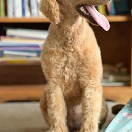Dixie - Apricot Poodle puppy in Tennessee from Above Standard Poodles