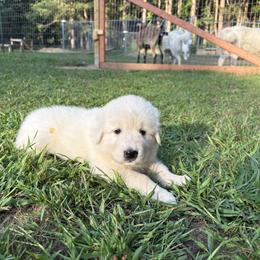Maremma Sheepdog Puppies from Wild at Farm