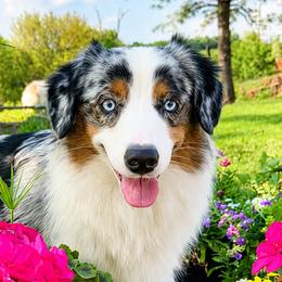 Miniature American Shepherds from Rose Creek Mini Aussies and Doodles