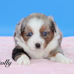 Fiji - Blue merle female Miniature Australian Shepherd puppy in Weeki Wachee, Florida from Arlington's Mini Aussies