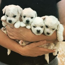 Bichon Frise Puppies from Four Oaks