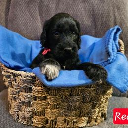 Red - Black male Goldendoodle puppy in Stevens Point, Wisconsin from Dogs of Dewey Acres