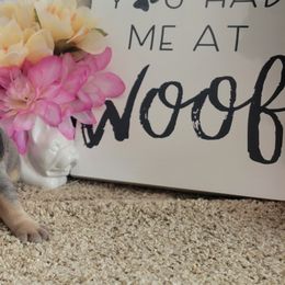 French Bulldog Puppies from Zoomie Time Frenchies