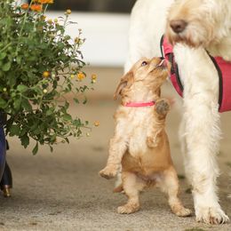 Australian Labradoodle Puppies from Bedrock Labradoodles