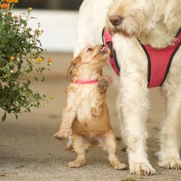 Australian Labradoodle Puppies from Bedrock Labradoodles