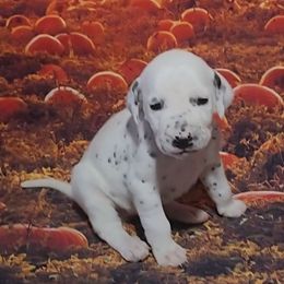 Luna LUA - White and black female Dalmatian puppy in Phoenix, Arizona from Samba Flavors