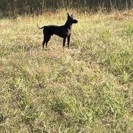 American Hairless Terriers from Bellridge American Hairless Terriers