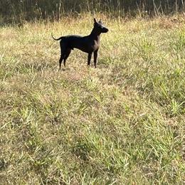 American Hairless Terriers from Bellridge American Hairless Terriers