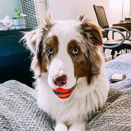 Australian Shepherd Puppies from Middle Fork Australian Shepherds