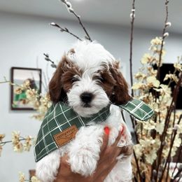 Cavapoo Puppies from Gingers Cavapoo’s