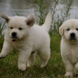 Golden Retriever Puppies from ArkGold