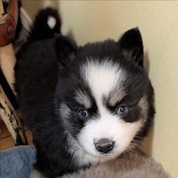 DxKg1 - Tri-color female Pomsky puppy in Charlotte, Michigan from Moore Pomskies