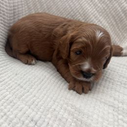 Tommy - Red male Cavapoo puppy in Glendale, Arizona from Dashing Dogs