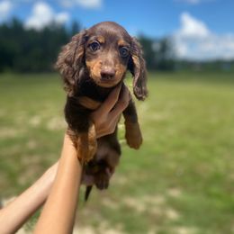 Dachshund Puppies from Suwannee River Doxies