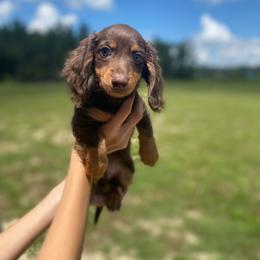 Dachshund Puppies from Suwannee River Doxies