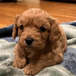 Strawberry OFA F1 - Red female Cavapoo puppy in Garland, Kansas from 3W Ranch