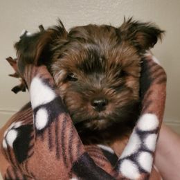 Yorkshire Terrier Puppies from Sweet Fur Babies