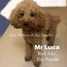 Companion Cross, Maltese, Maltipoo, and Poodle All Grown Up from Best Maltese & Toy Poodles of Texas