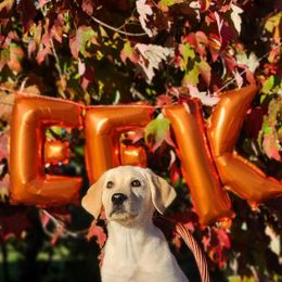 Labrador Retriever Puppies from Cary’s Buck Creek Retrievers