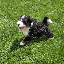 Ava - Tri-color female Bernedoodle puppy in Apple Creek, Ohio from Grandeur Valley Puppies