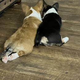 Pembroke Welsh Corgi Puppies from S7 Corgis and Chaos