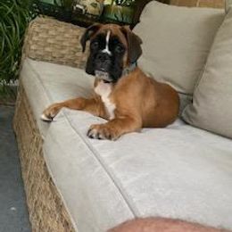 Boxer Puppies from SmashBox Kennel