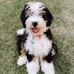 Wriglee - Bernedoodle