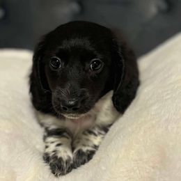 Oreo - Dachshund