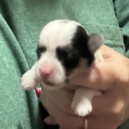 Royce - Parti male Yorkshire Terrier puppy in Wagoner, Oklahoma from Rosenthal Yorkies