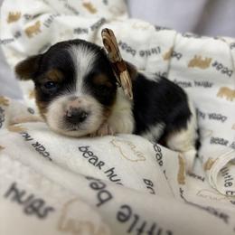 Pepper - Parti female Yorkshire Terrier puppy in Illinois from Pretty Little Yorkies