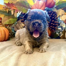 French Bulldog puppies from Fun & Frenchie Free, LLC