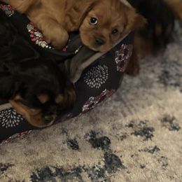 Cavalier King Charles Spaniel Puppies from Family first cavaliers