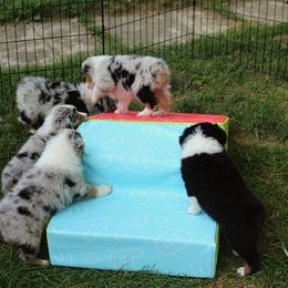 Australian Shepherd Puppies from Larkwood Australian Shepherds