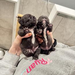 Tux - Brindle female French Bulldog puppy in Campbell Hall, New York from Charlie’s Frenchies